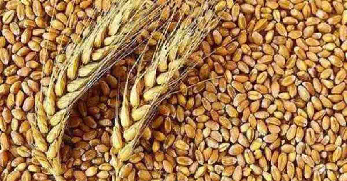 Wheat Prices Surge:गव्हाच्या दरात तेजी; तीन वर्षांतील उच्चांक, भारताला निर्यातीची संधी