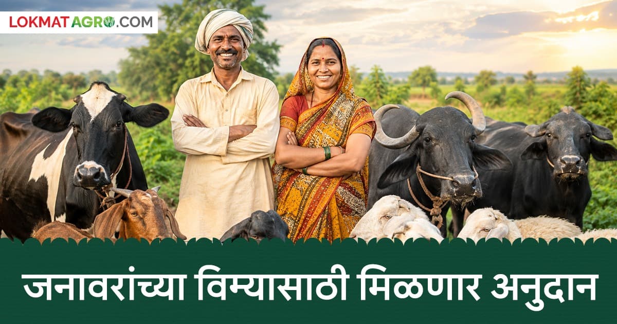 Good News for Farmers:राज्यातील पशुपालकांसाठी ८५% अनुदानासह विमा योजना
