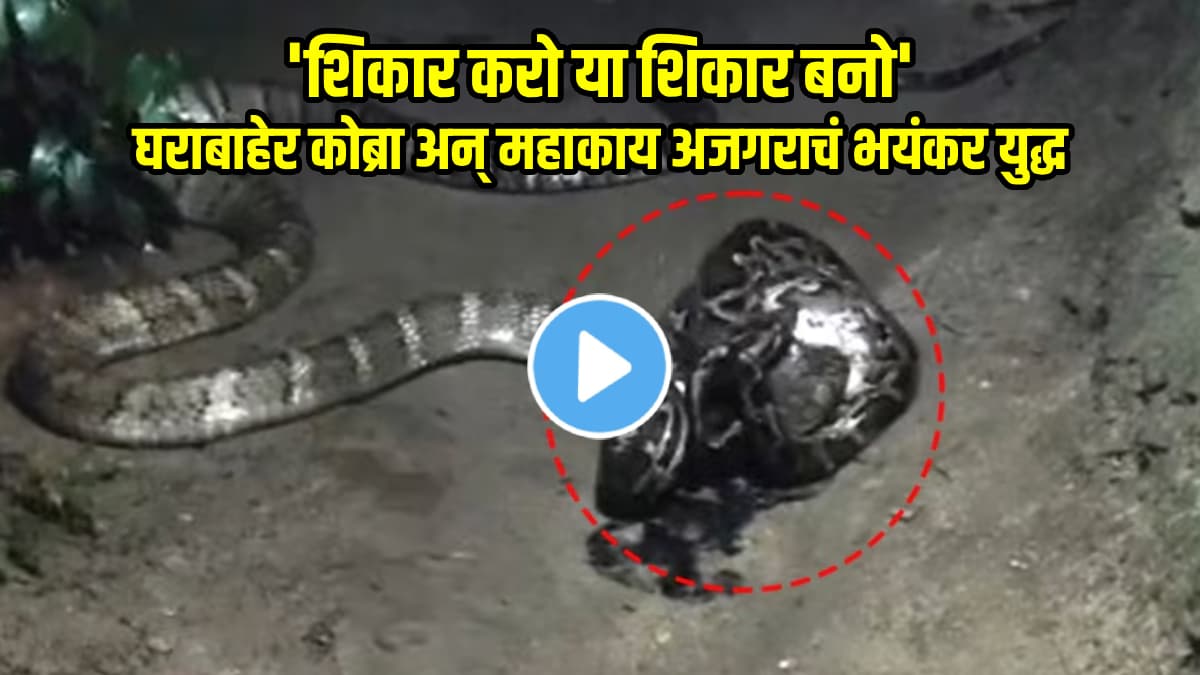 VIDEO:कोब्रा आणि अजगराचा भयंकर सामना