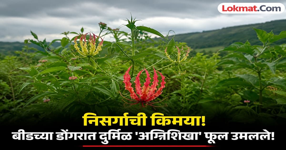 Rare Flower in Maharashtra:बीडच्या डोंगररांगांत फुलले झिम्बाब्वेचे राष्ट्रीय फूल 'अग्निशिखा', दुर्मीळ ठेवा जपण्याचे आवाहन!