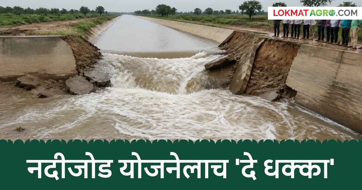 Heavy Rain Causes Damage:जळगाव जिल्ह्यातील जामदा डावा कालवा फुटला