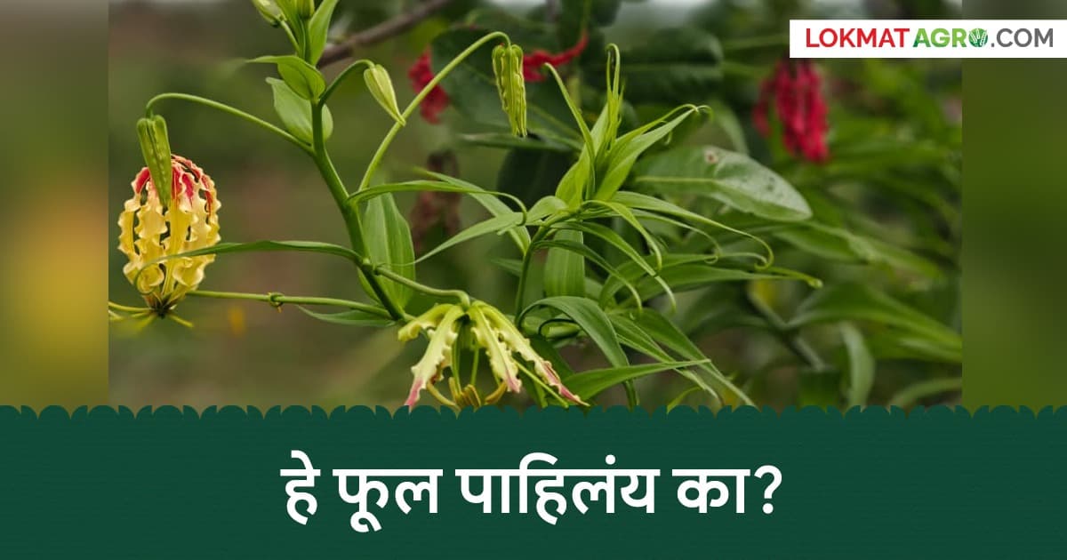 Agnishikha Flower: तमिळनाडूचे राज्य फूल आता बीडच्या डोंगरात फुलले