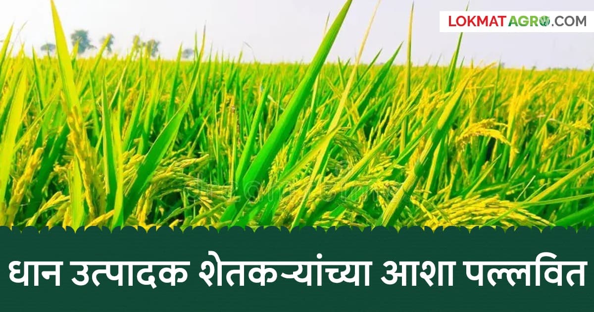 Bonus for Rice Farmers:धान उत्पादक शेतकऱ्यांना लवकरच बोनस मिळणार