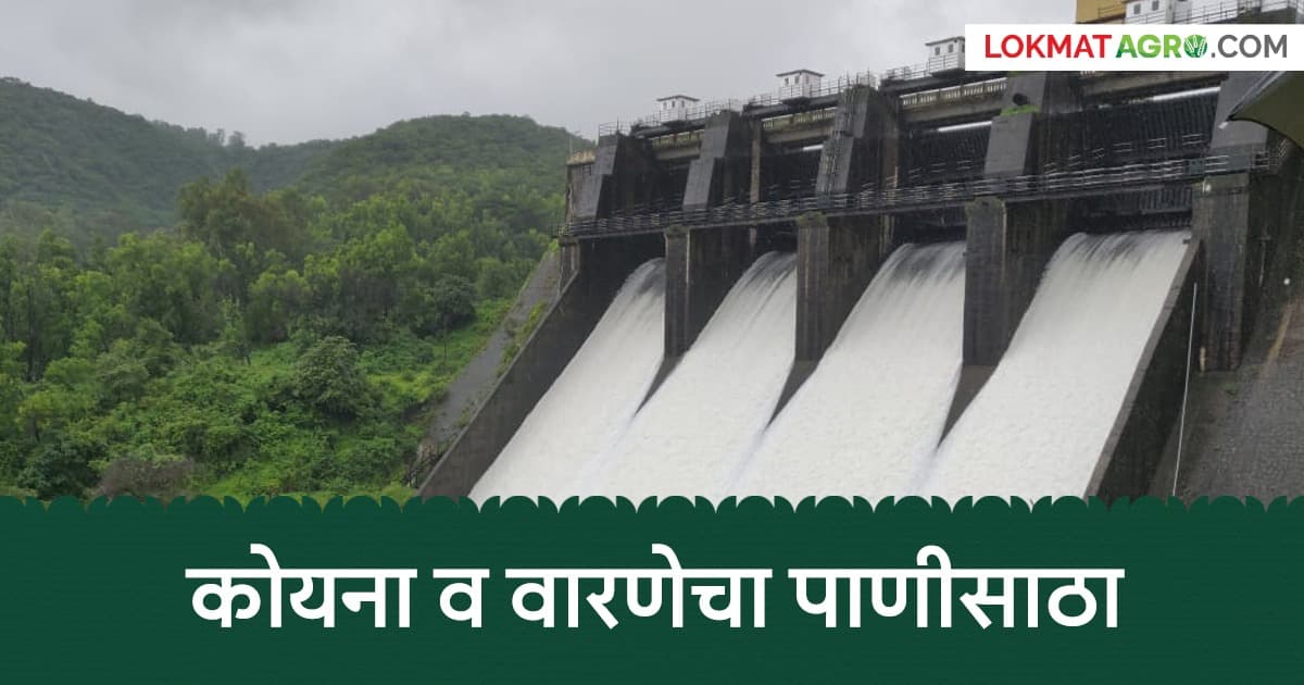 Water Levels Rise in Dams: राधानगरी १०० टक्के भरले; वाचा कोयना व वारणा धरणांसह 'या' १३ धरणांत झाला किती पाणीसाठा?