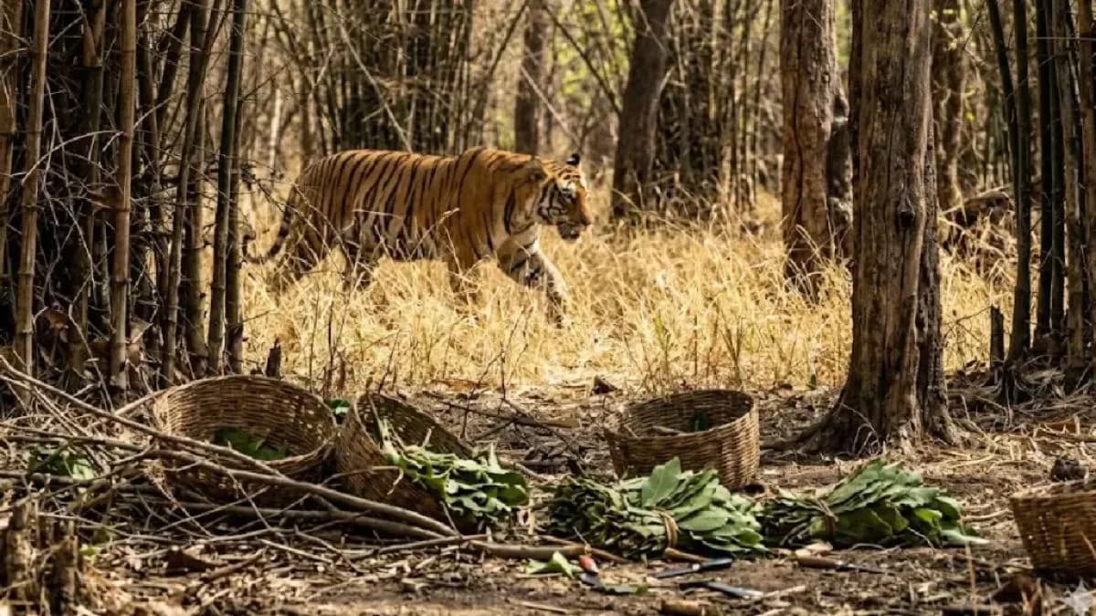 Tiger Attack: वाघाच्या हल्ल्यात गुराखी ठार, पत्नीच्या डोळ्यासमोरच फरफटत नेले