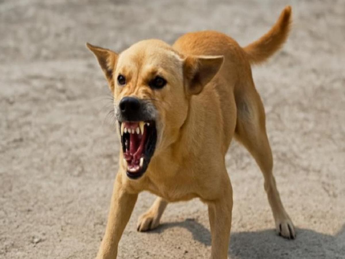 stray dogs in kolhapur