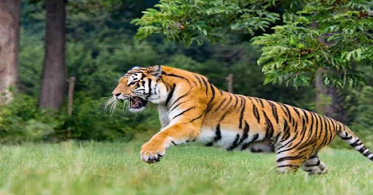 Tiger Attack in Front of Wife:पत्नीच्या डोळ्यादेखत वाघाचा हल्ला