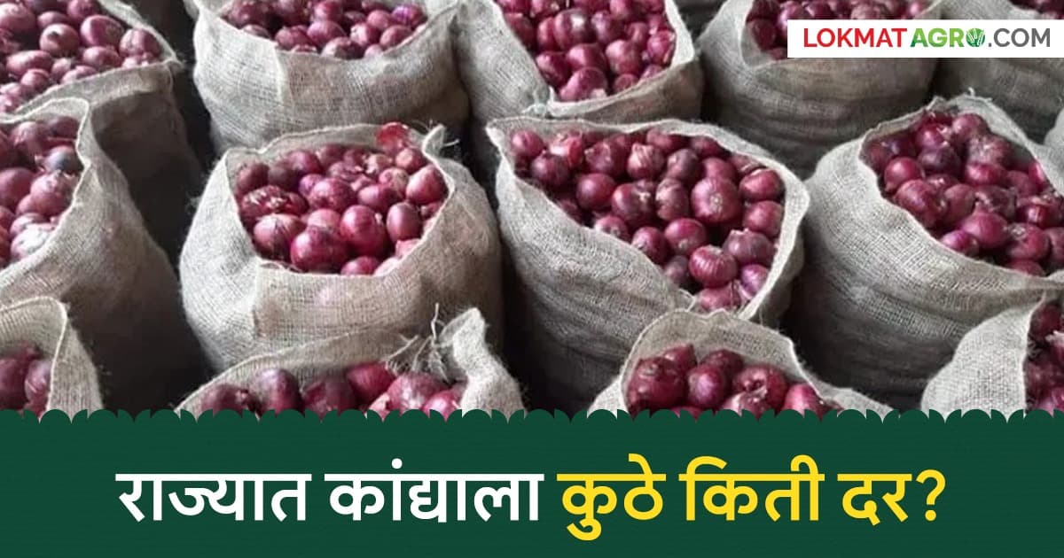 onion prices in maharashtra