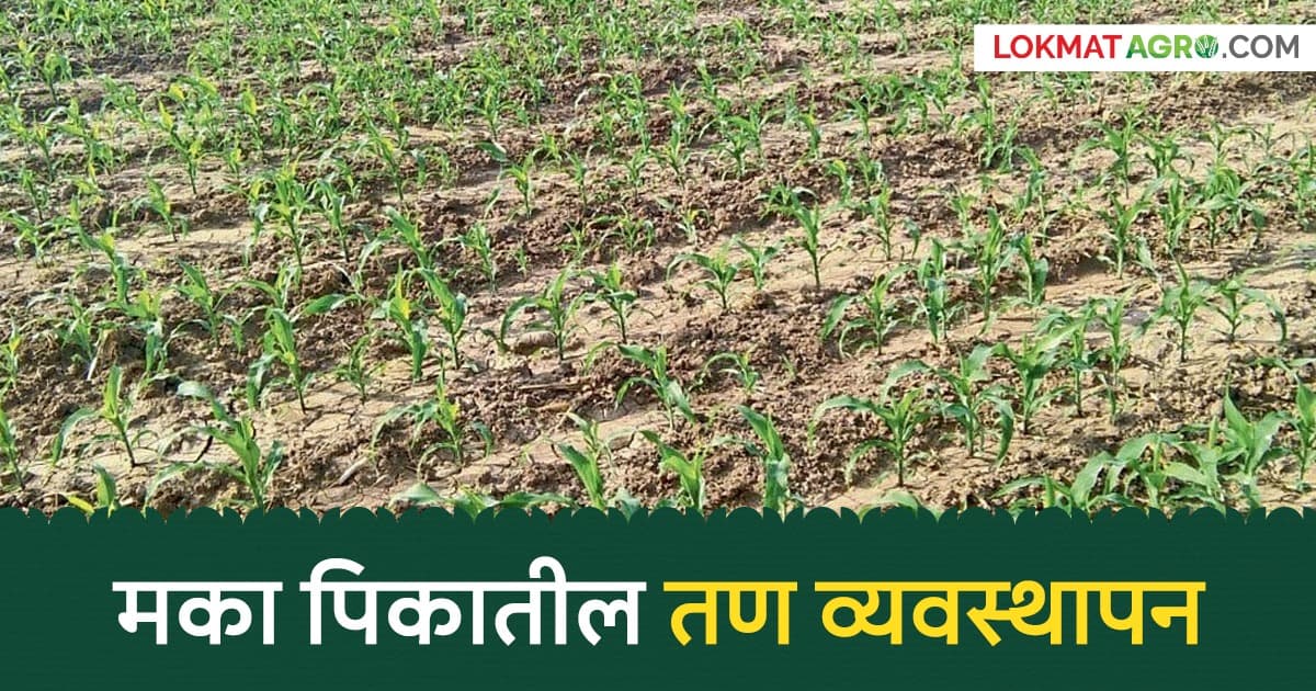 effective weed control