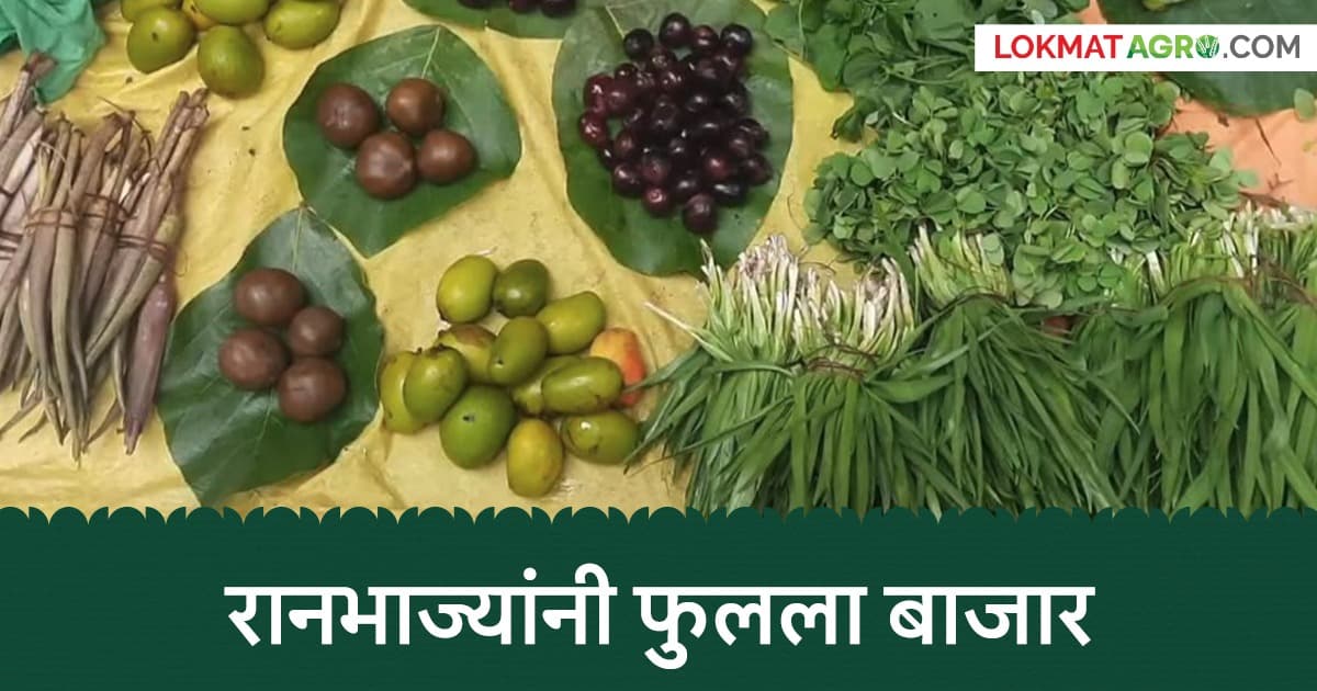 Wild Vegetables: पित्त व पोटाच्या विकारांवर 'या' रानभाज्या ठरत आहेत सुपरफूड; जाणून घ्या त्यांचे औषधी गुण