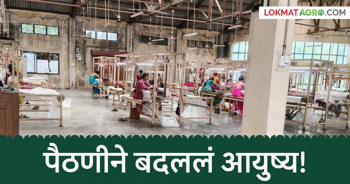 National Handloom Day Special: पैठणीच्या पदरावर चक्क मुख्यमंत्र्यांचे नाव; महिला विणकर कविताताईंचा अनोखा प्रयोग चर्चेत
