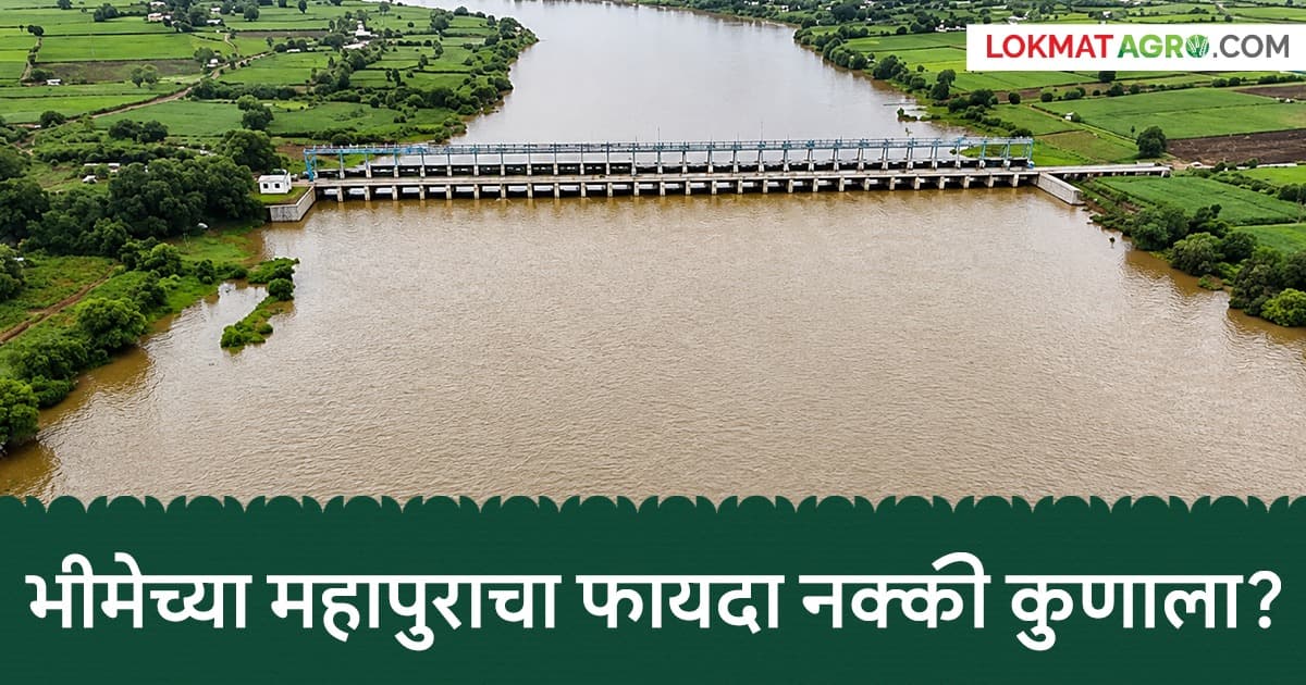 Flood Impact on Farmers:भीमा नदी महापुरामुळे कर्नाटका शेतकऱ्यांसाठी वरदान, महाराष्ट्रासाठी संकट