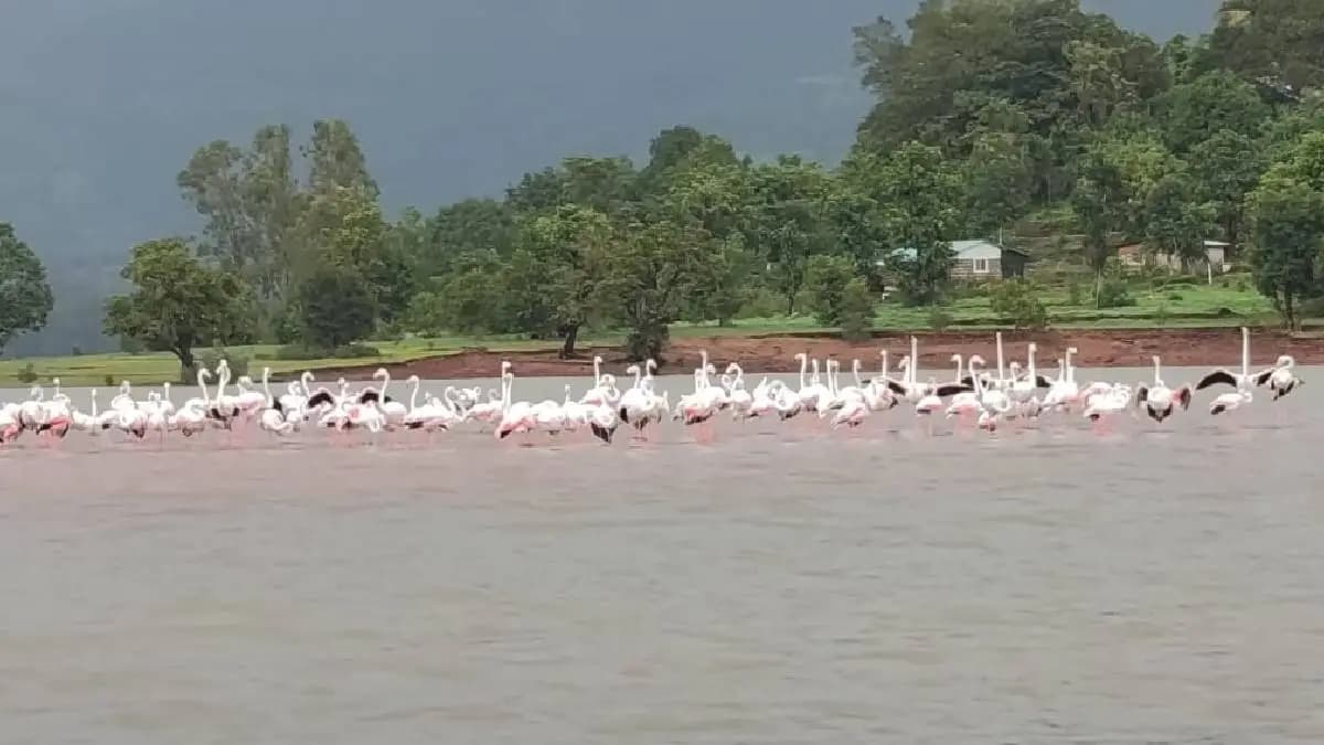 Arrival of Flamingos:कोयनेत अवतरले ‘गुलाबी पाहुणे’!