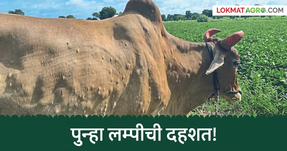 Lumpy Virus: पशुपालकांनो सावधान! गुरांमध्ये लम्पीचा प्रादुर्भाव; जाणून घ्या लक्षणे आणि उपाय