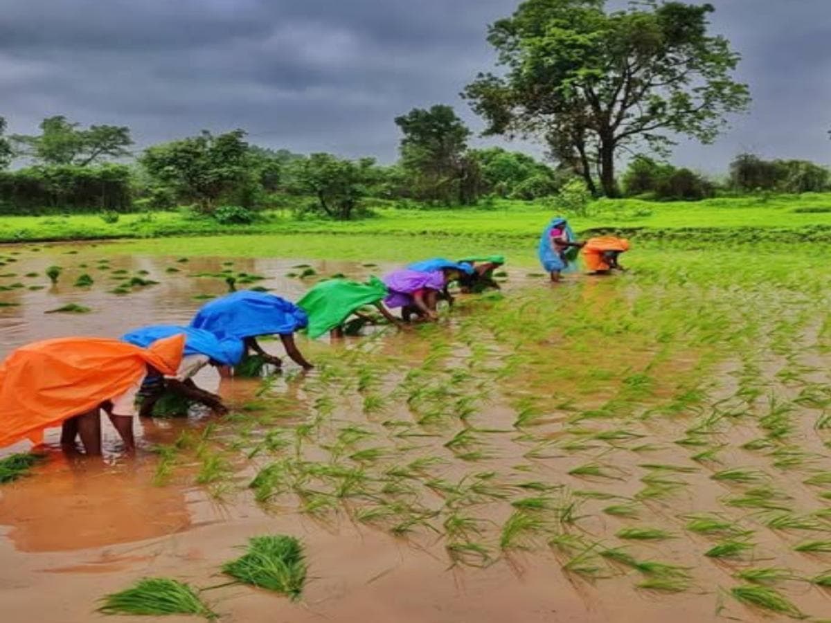 Heavy Rain Impact in Bhor:भोरमध्ये अतिवृष्टीचा भातशेतीला मोठा फटका