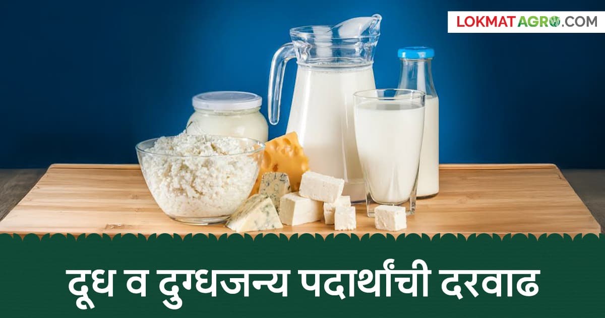 Price Hike in Packaged Milk:पॅकेजिंग दूध व दुग्धजन्य पदार्थ महागणार; जाणून घ्या नवीन दर आणि लागू होण्याची तारीख