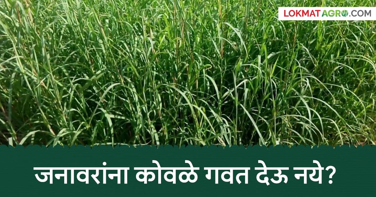 Feeding Young Grass to Cattle:गायी-म्हशींना कोवळे गवत खाऊ घालणे योग्य नाही