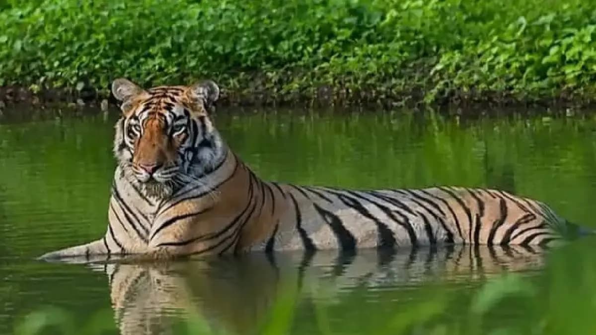 Wildlife Success in Knowledge Ganga:ज्ञानगंगा अभयारण्यात बिबट्याची शिकार आणि वाघांचे यशस्वी पुनर्वसन