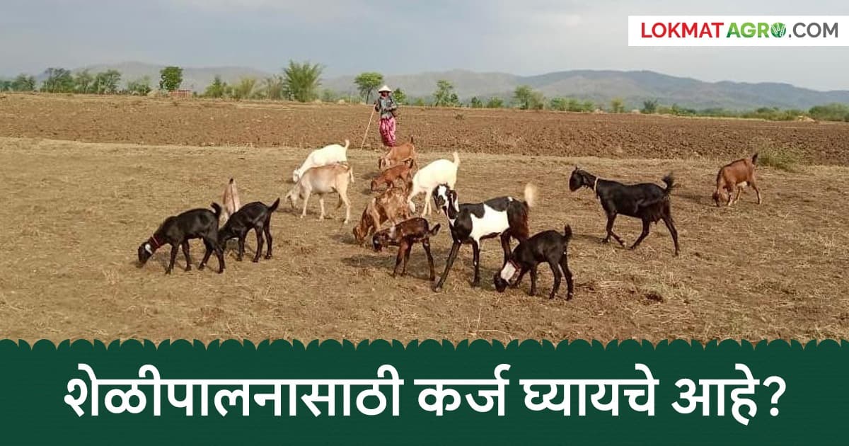 Loan for Goat Farming:शेळीपालनासाठी कर्ज घेण्यासाठी आवश्यक कागदपत्रे