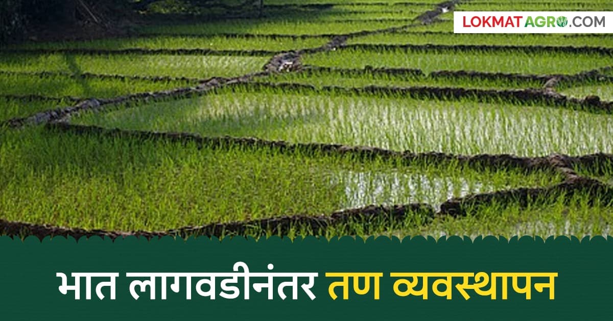 Rice Cultivation Tips:भात लागवड झाली, आता पिकात तण वाढू नये म्हणून 'ही' फवारणी आवर्जून करा, वाचा सविस्तर