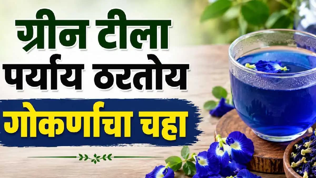 Gokarna Tea Benefits:गोकर्णाच्या चहाचे आरोग्यदायी फायदे
