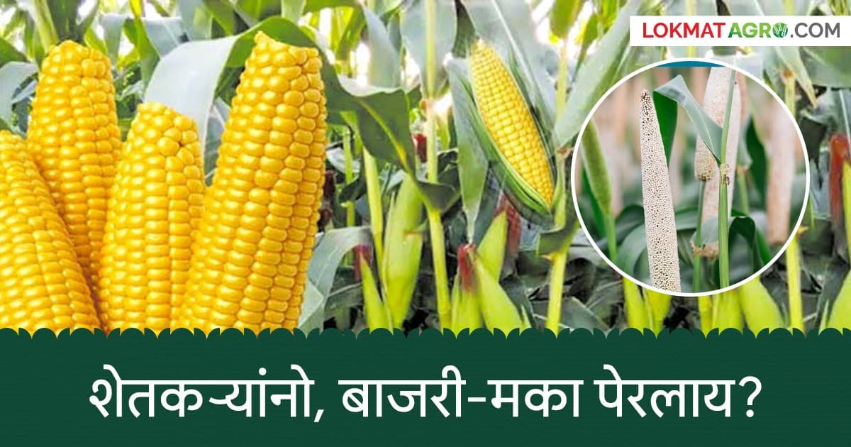 Farmer Subsidy: शेतकऱ्यांनो, बाजरी-मका पेरलाय? मिळणार हेक्टरी 'इतक्या' रुपयांचे अनुदान वाचा सविस्तर