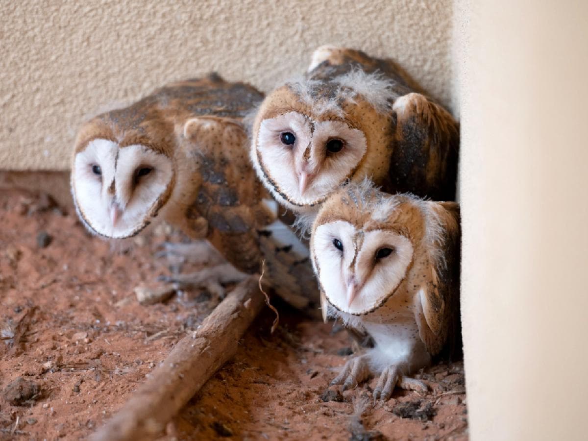 Raising Awareness on Wildlife Trade:वन्यजीवांच्या व्यापाराबाबत जागरूकता वाढवणे