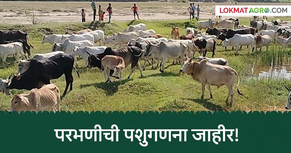 Livestock Census 2025: पशुधन वाढले, पण गाय-म्हशींचा टक्का घसरला; कारण काय?