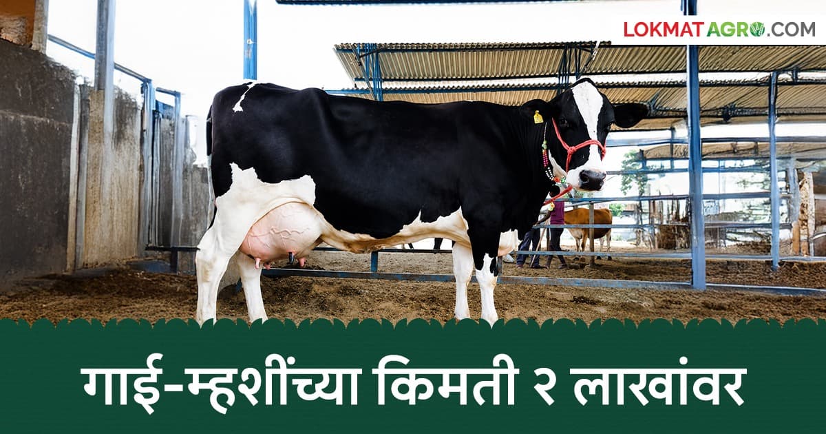 Dairy Business Flourishing Again:दूध व्यवसायाला आले पुन्हा अच्छे दिन