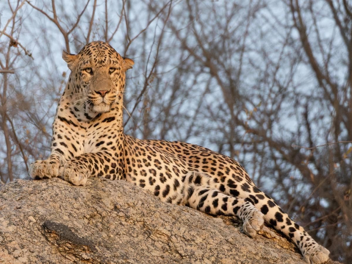 Wild Leopard Sighting in Lonavala: लोणावळ्यात बिबट्याचे दर्शन; पर्यटकांच्या कॅमेऱ्यात बिबट्या कैद, वनविभागाकडून सतर्कतेचे आवाहन