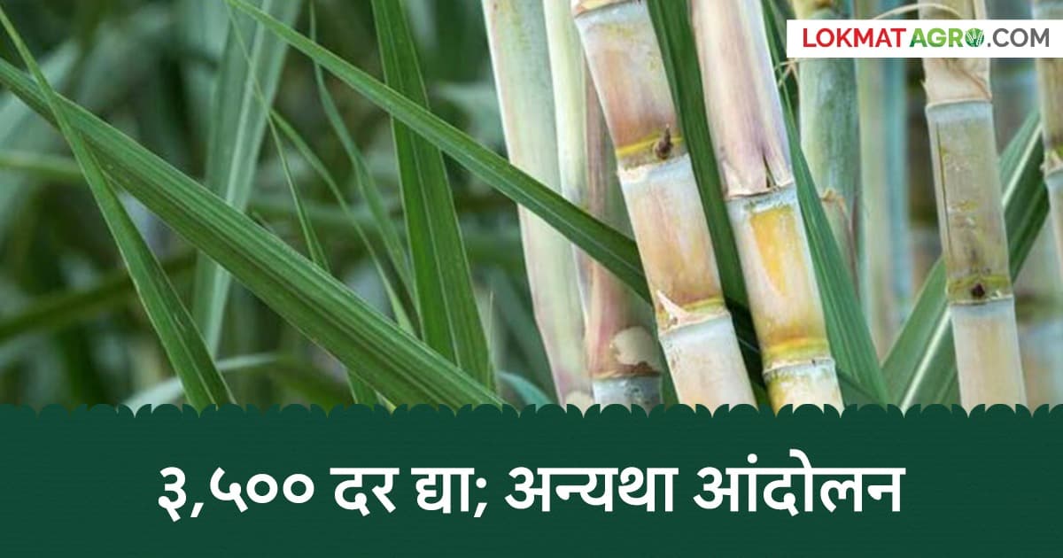 Sugar Factory Owners Warned: साखर कारखानदारांना इशारा! ३,५०० रुपये दर आणि थकीत एफआरपी तातडीने द्या; अन्यथा आंदोलन