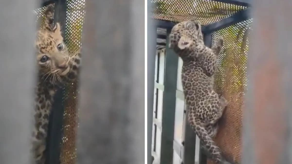 Capture of Leopard Family:गोंदियामध्ये मादी बिबट्यासह दोन छावे जेरबंद