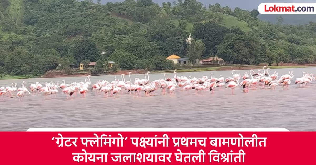 Greater Flamingo's Visit: हवामान बदलामुळे कोयना जलाशयात फ्लेमिंगोंचा थाट