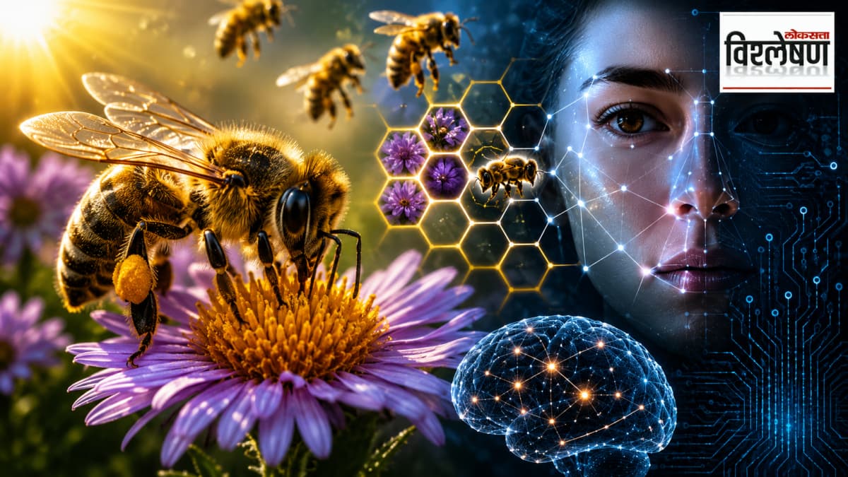 Brain Mechanism of Bees: अवघ्या १ मिलिग्रामचा मेंदू की सुपरकॉम्प्युटर? मधमाशी मानवी चेहरे कशी ओळखते?