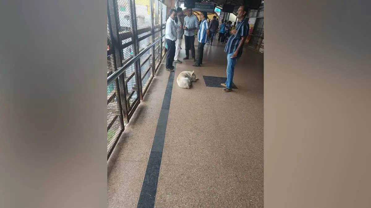 Dog Attack in Kalyan: कल्याण पश्चिम रेल्वे स्थानकाजवळ १० नोकरदारांना भटक्या श्वानाचा दंश