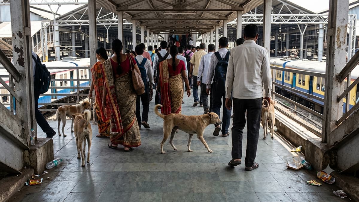 Stray Dogs at Dombivli Station:डोंबिवली रेल्वे स्थानकात भटक्या श्वानांचा वावर