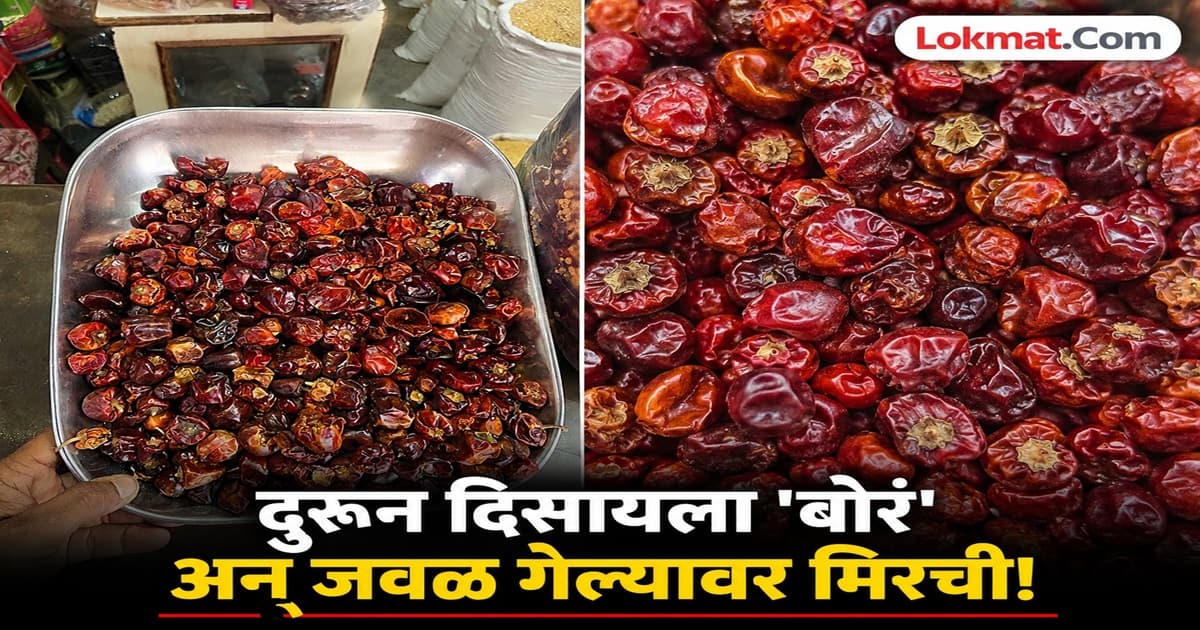 Market Buzz on Bor Mirchi: बाजारात 'बोर मिरची'ची चर्चा; तडक्यासाठी पसंती, भाव ९०० रुपये किलोवर