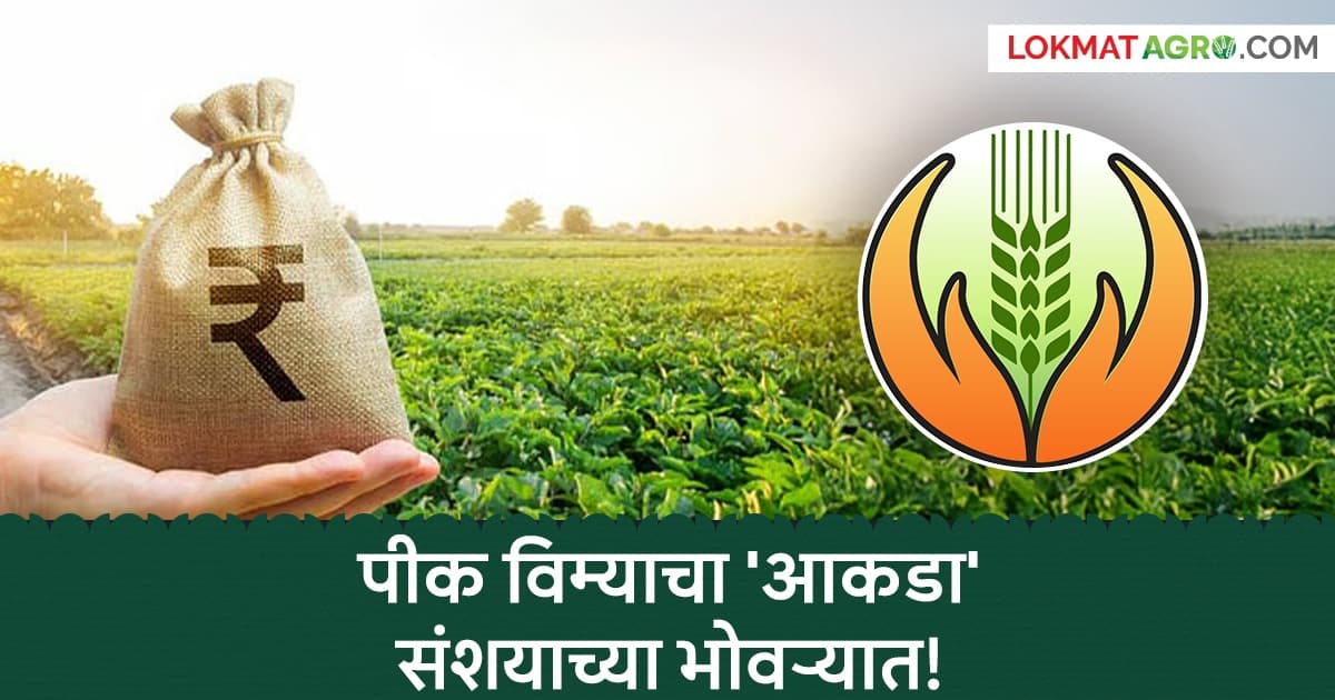 Crop Insurance: पीक विम्याचा 'आकडा' संशयाच्या भोवऱ्यात! ६१ लाख की ३८ लाख; नेमके किती शेतकरी?