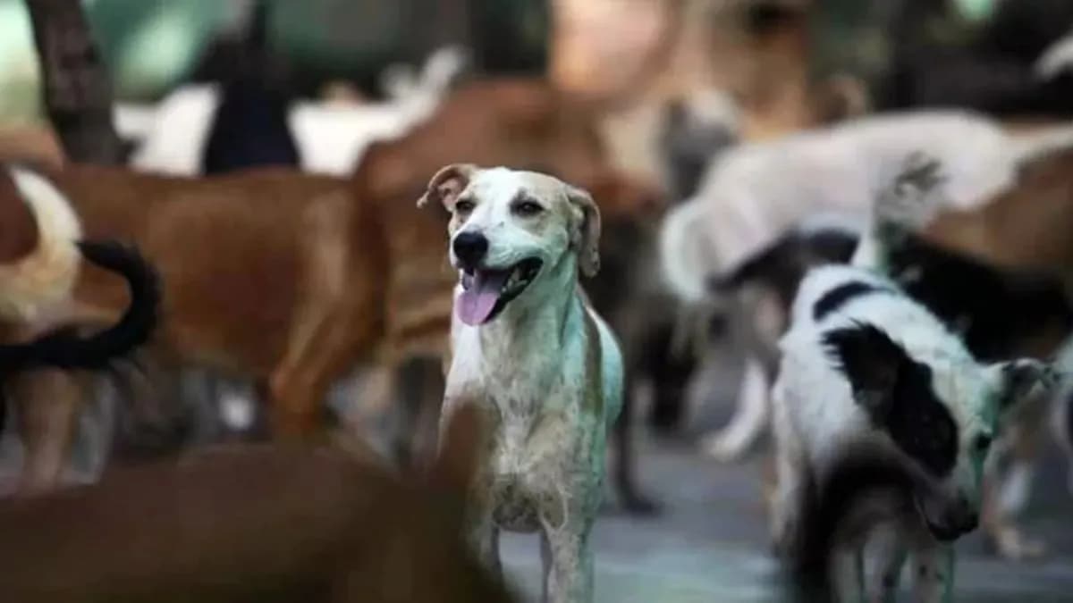 Stray Dog Menace in Pimpri-Chinchwad:पिंपरी-चिंचवडमध्ये मोकाट श्वानांचा धुडगूस